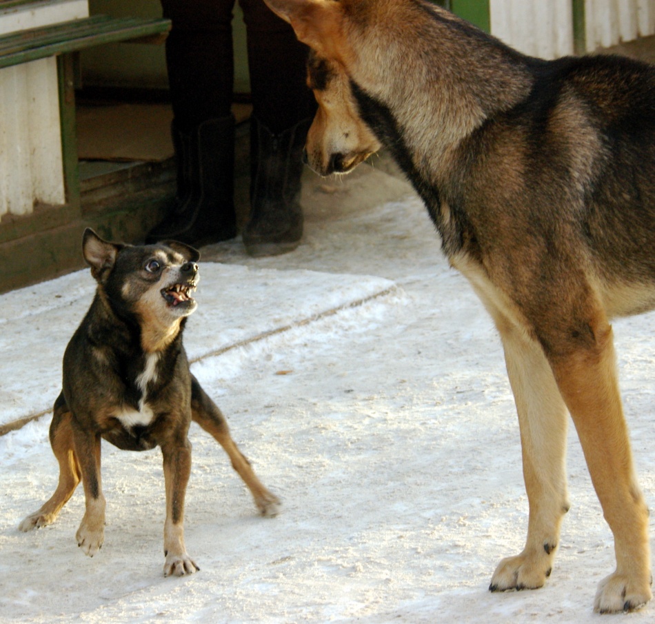 Соседи на Воронцовском бульваре спасли собаку, оставленную на холоде